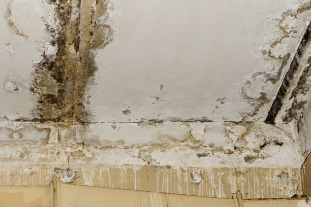 Mold Remediation for Vacation Homes in El Verano, CA